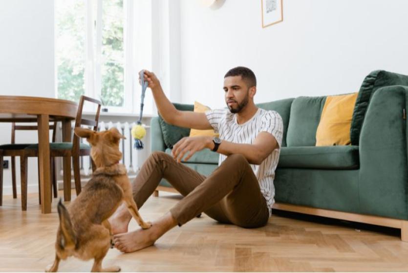 Renters (Reform) Bill – tenants with pets and what insurance will cover